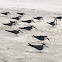 Black Skimmer