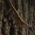 Anolis Veracruzano