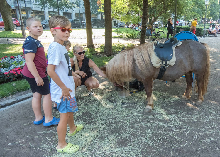 A miniature horse along a tourist thoroughfare in Helsinki. 