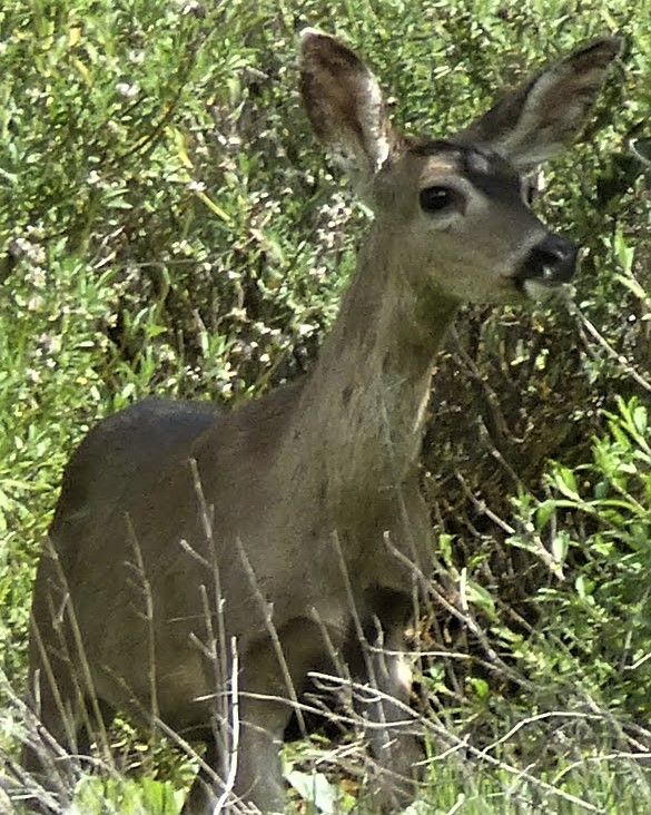 Black tailed deer