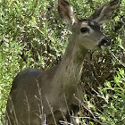 Black tailed deer