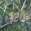 Golden-crowned Kinglet