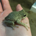 Gray Treefrog