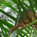 Python hunting Possum