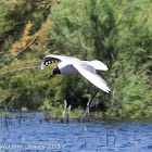 Black-headed Gull; Gaviota Reidora