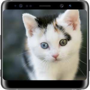 Download Cat Lock Screen For PC Windows and Mac