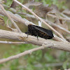 Leafhopper