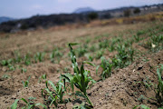 The Zimbabwean government will deploy security forces to confiscate maize stocks from farmers amid low deliveries of grain to the country’s sole buyer.