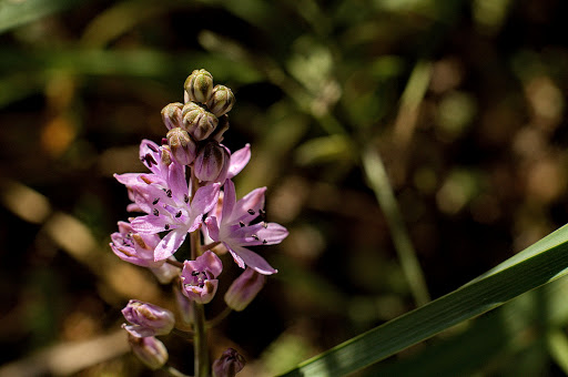 Scilla autumnalis