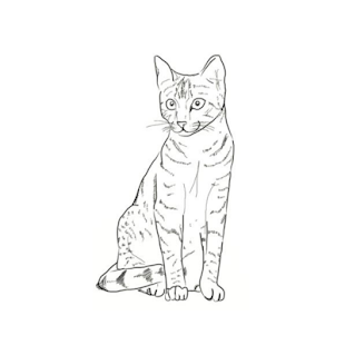 How to draw Cats step by step easy(圖4)-速報App