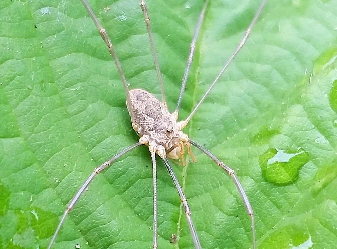 Longbodied Cellar Spider