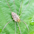 Longbodied Cellar Spider