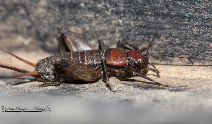 Western Bush Cricket