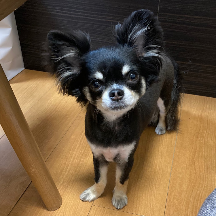86のYouTube・愛犬紹介に関するカスタム事例の投稿画像2枚目