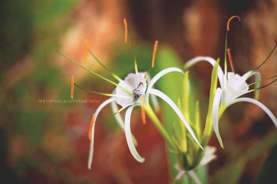 Bröllopsfotograf Anirudh Kaluva Rao (anirudhkaluva). Foto av 9 december 2020