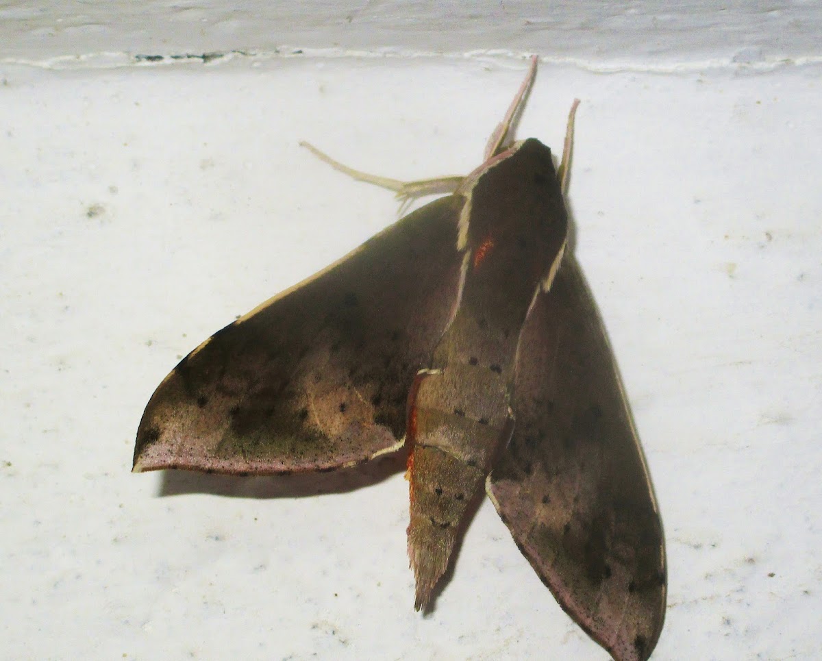 Sphinx moth