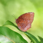 Common Palmfly