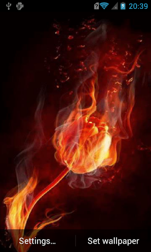 Fiery tulip live wallpaper