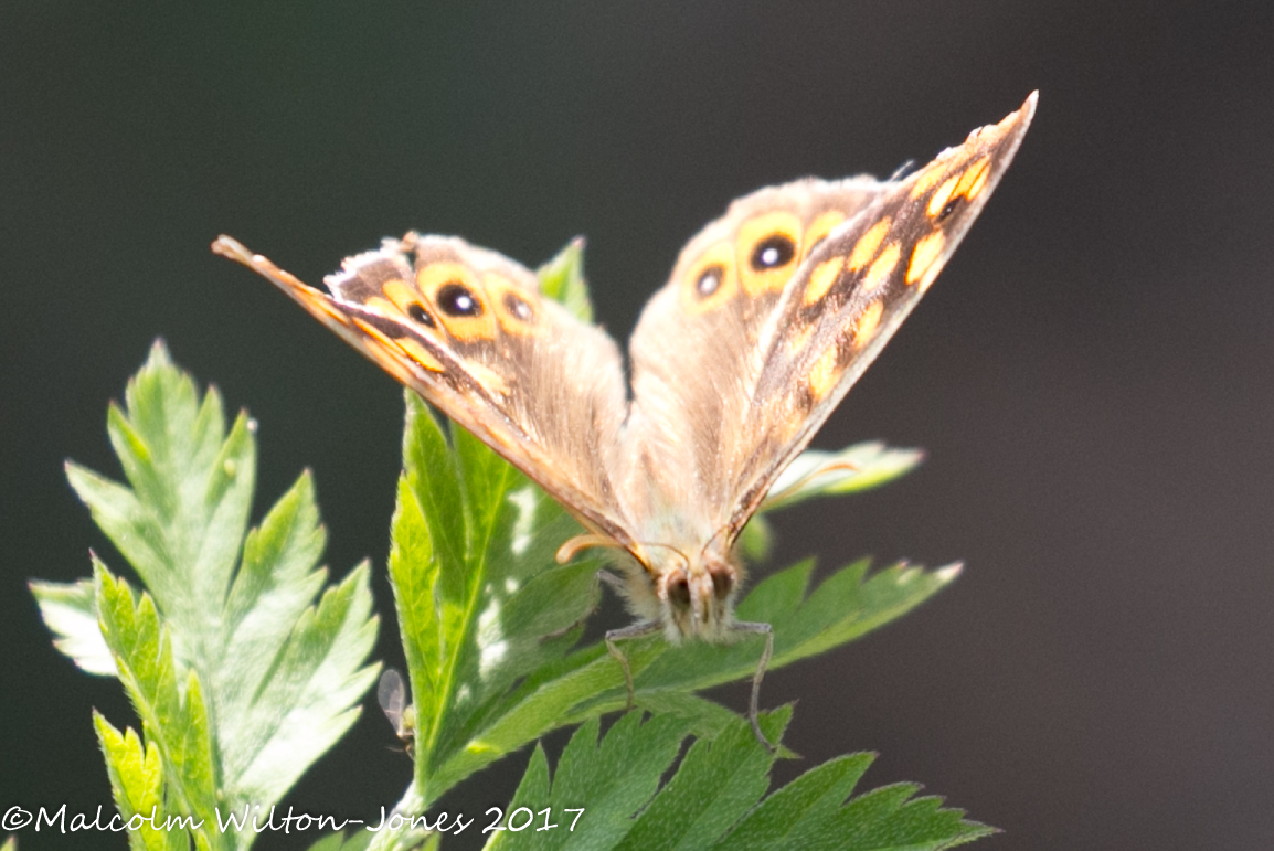 Speckled Wood