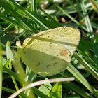 Little Yellow Butterfly