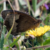 Meadow Brown