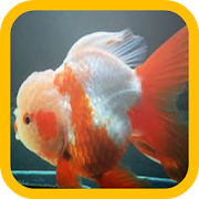 Goldfish wallpaper  Icon