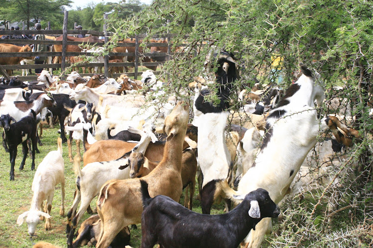 Farmers gather their goats for vaccination at Emining, Baringo, on June 25.