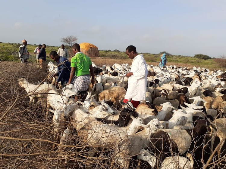 A veterinary officer vaccinates goats in Habaswein, Wajir South on Wednesday.