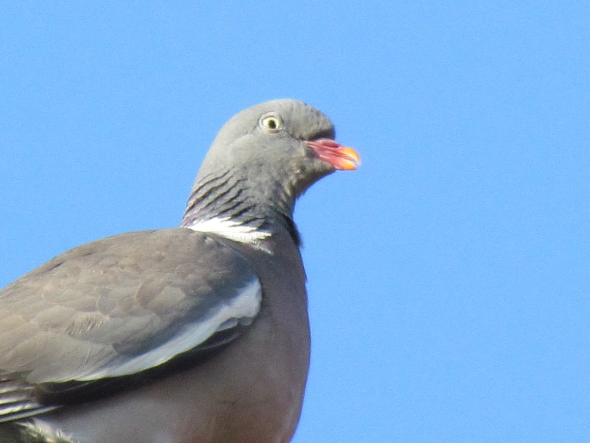 Wood Pigeon