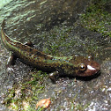 Northern Dusky Salamander