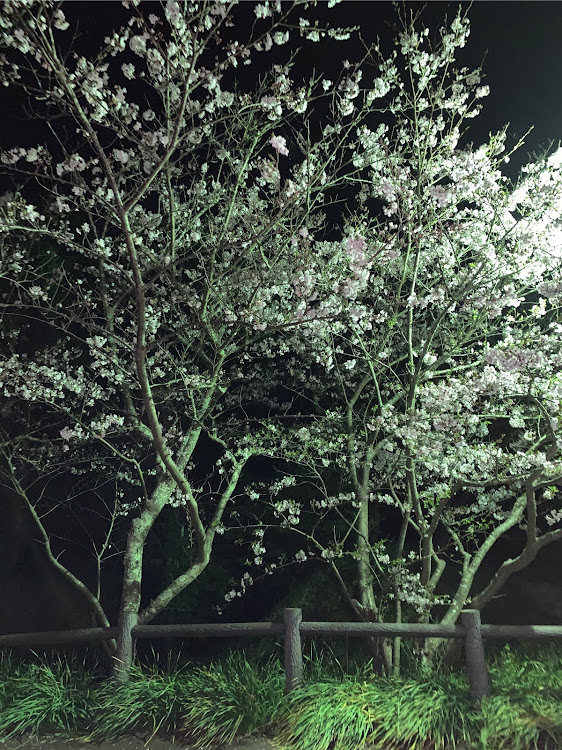 インテグラタイプRの夜桜・桜とコラボ・ドライブに関するカスタム事例の投稿画像5枚目