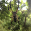 Yellow Garden Spider