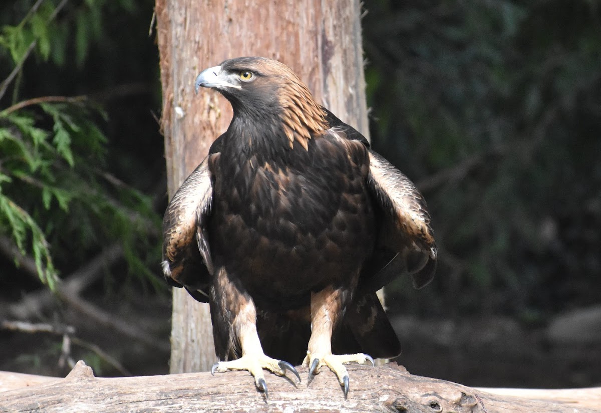 American golden eagle