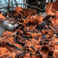 Autunno . . . che pacchia di 