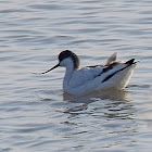 Avocet