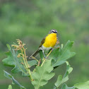 Yellow-breasted Chat