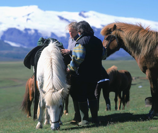 Icelandic horses stand an average of four to five feet tall, which is pony-sized for most of us.