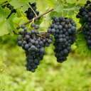 Bunch of black grapes