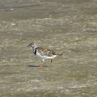 Ruddy Turnstone