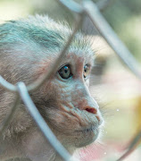 The municipality says it is addressing issues at Bloemfontein Zoo. Stock photo.