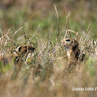 European Ground Squirrel