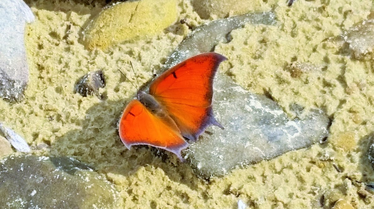 Goatweed Leafwing