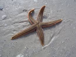 Starfish on a sand beach close-up free image download