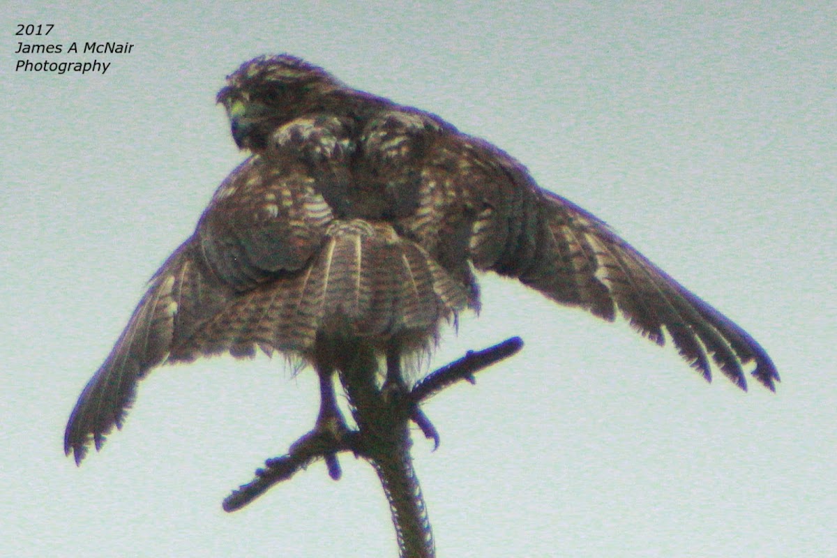 Red-tailed Hawk (immature)