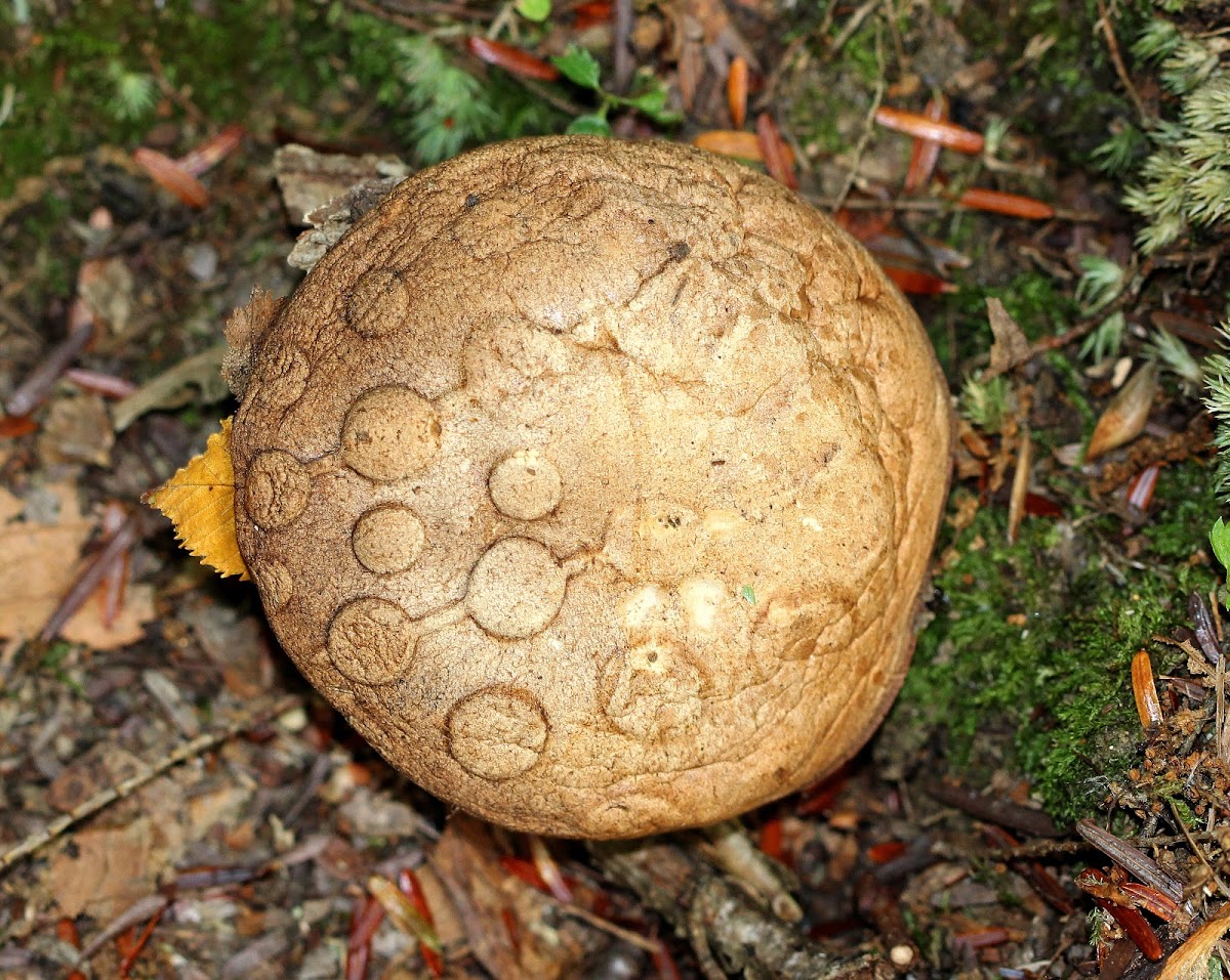 Leccinum Mushroom