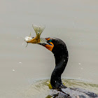 Double crested Cormorant