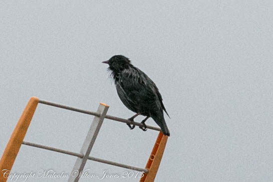 Spotless Starling; Estornino Negro