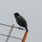 Spotless Starling; Estornino Negro