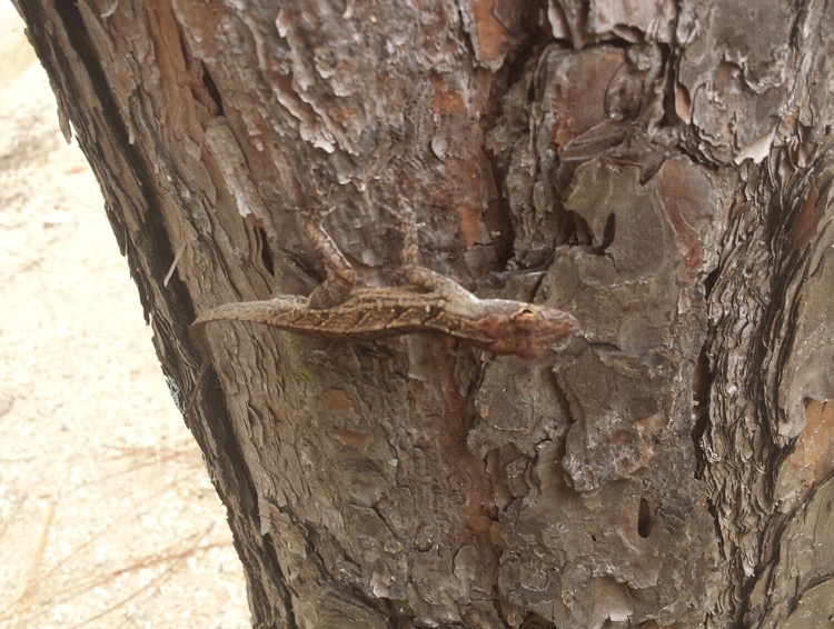 Large-headed anole