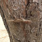 Large-headed anole